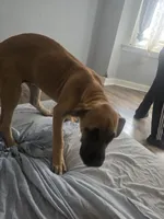 Bella, a female Perro de Presa Canario and Boerboel for sale in Baltimore, MD – 1 of 1