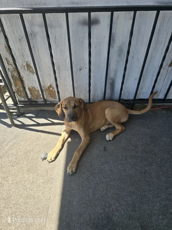 Queen – Perro de Presa Canario, Boerboel puppy for sale in Baltimore, MD