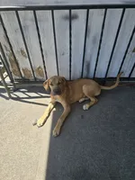Queen, a female Perro de Presa Canario and Boerboel for sale in Baltimore, MD – 1 of 1