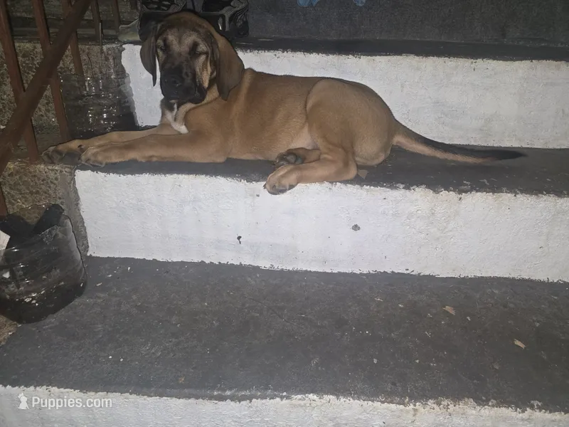 Wolf – Perro de Presa Canario, Boerboel puppy for sale in Baltimore, MD