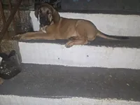 Wolf, a male Perro de Presa Canario and Boerboel for sale in Baltimore, MD – 1 of 1