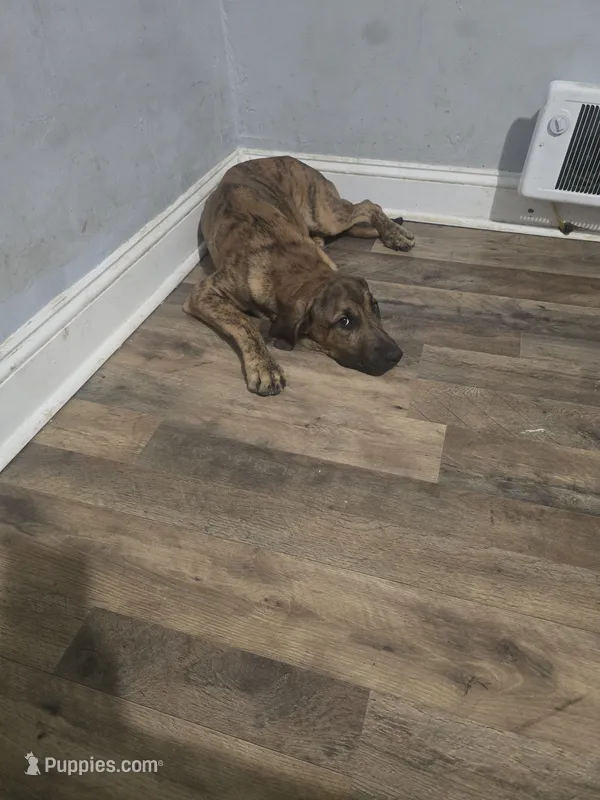 Tookie – Perro de Presa Canario, Boerboel puppy for sale in Baltimore, MD