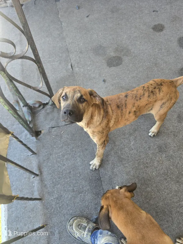Huey – Perro de Presa Canario, Boerboel puppy for sale in Baltimore, MD