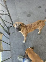 Huey, a male Perro de Presa Canario and Boerboel for sale in Baltimore, MD – 1 of 1
