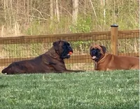 Brisket, a male Boxer for sale in Ashland City, TN – 6 of 8