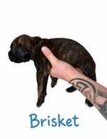Brisket, a male Boxer for sale in Ashland City, TN – 2 of 8