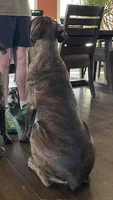 Brisket, a male Boxer for sale in Ashland City, TN – 8 of 8