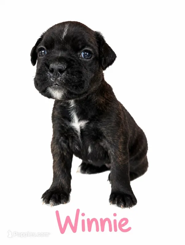  Winnie – Boxer puppy for sale in Ashland City, TN