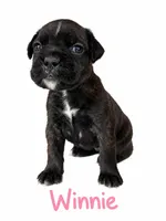  Winnie, a female Boxer for sale in Ashland City, TN – 1 of 8