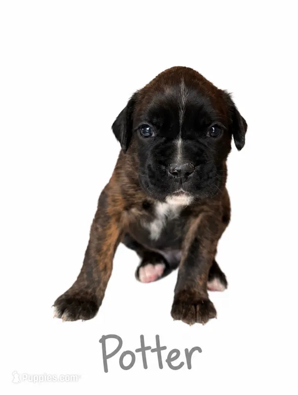 Potter – Boxer puppy for sale in Ashland City, TN