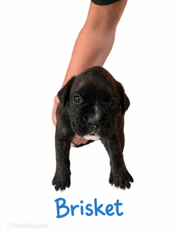 Brisket – Boxer puppy for sale in Ashland City, TN
