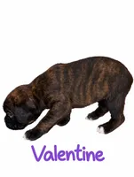 Valentine, a female Boxer for sale in Ashland City, TN – 2 of 8