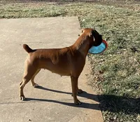 Potter, a male Boxer for sale in Ashland City, TN – 4 of 7