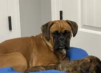 Valentine, a female Boxer for sale in Ashland City, TN – 5 of 8