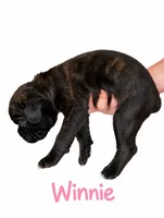  Winnie, a female Boxer for sale in Ashland City, TN – 2 of 8