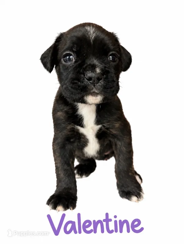 Valentine – Boxer puppy for sale in Ashland City, TN