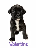 Valentine, a female Boxer for sale in Ashland City, TN – 1 of 8