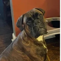 Valentine, a female Boxer for sale in Ashland City, TN – 6 of 8