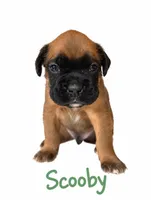 Scooby, a male Boxer for sale in Ashland City, TN – 2 of 8