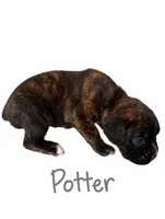 Potter, a male Boxer for sale in Ashland City, TN – 2 of 7
