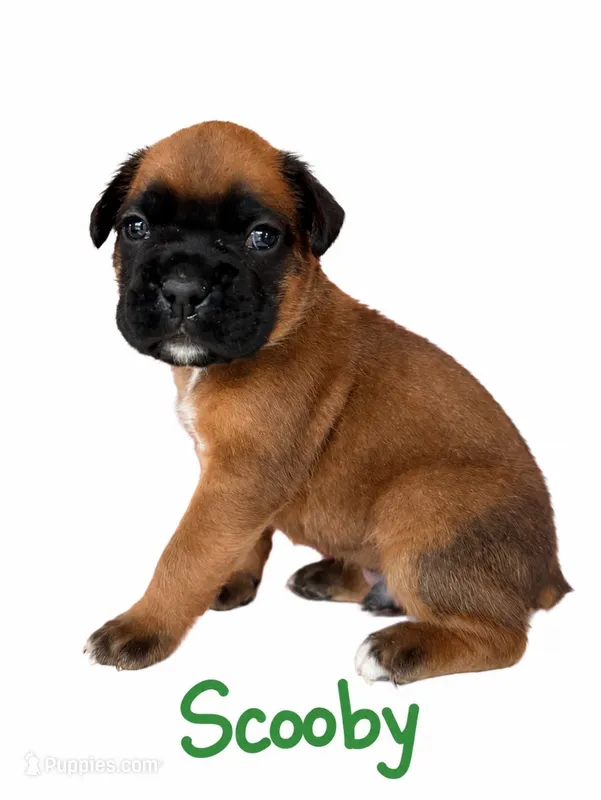 Scooby – Boxer puppy for sale in Ashland City, TN