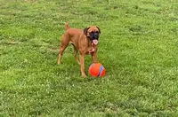 Valentine, a female Boxer for sale in Ashland City, TN – 3 of 8