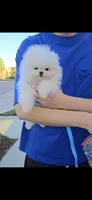 Snowy, a female Pomeranian for sale in Chino, CA – Photo 2 of 10