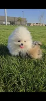 Snowy, a female Pomeranian for sale in Chino, CA – Photo 1 of 10