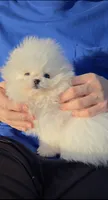 Snowy, a female Pomeranian for sale in Chino, CA – Photo 3 of 10