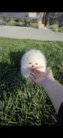 Snowy, a female Pomeranian for sale in Chino, CA – Photo 9 of 10