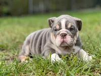 Olympia, a female English Bulldog for sale in Miami, FL – Photo 1 of 5