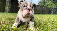 Olympia, a female English Bulldog for sale in Miami, FL – Photo 3 of 5