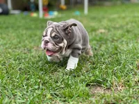 Olympia, a female English Bulldog for sale in Miami, FL – Photo 5 of 5