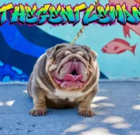 Eira, a female English Bulldog for sale in Miami, FL – Photo 6 of 6