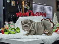 Eira, a female English Bulldog for sale in Miami, FL – Photo 1 of 6