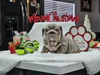 Eira, a female English Bulldog for sale in Miami, FL – Photo 3 of 6