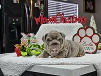 Eira, a female English Bulldog for sale in Miami, FL – Photo 5 of 6