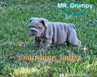Grumpy, a male English Bulldog for sale in Miami, FL – Photo 2 of 5