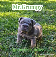Grumpy, a male English Bulldog for sale in Miami, FL – Photo 1 of 5