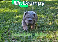 Grumpy, a male English Bulldog for sale in Miami, FL – Photo 3 of 5