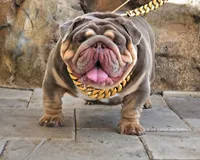 Grumpy, a male English Bulldog for sale in Miami, FL – Photo 5 of 5