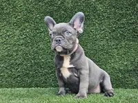 Betty, a female French Bulldog for sale in Miami, FL – Photo 4 of 4