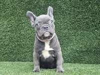 Betty, a female French Bulldog for sale in Miami, FL – Photo 3 of 4