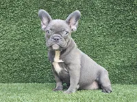 Betty, a female French Bulldog for sale in Miami, FL – Photo 1 of 4