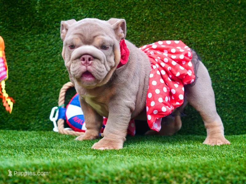 BAMBI, a female English Bulldog for sale in Miami, FL – Photo 1 of 5