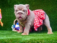 BAMBI, a female English Bulldog for sale in Miami, FL – Photo 1 of 5