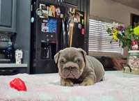 Mochi, a female English Bulldog for sale in Miami, FL – Photo 1 of 5