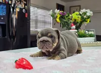 Mochi, a female English Bulldog for sale in Miami, FL – Photo 3 of 5