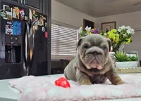 Mochi, a female English Bulldog for sale in Miami, FL – Photo 4 of 5