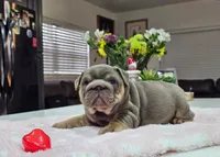 Mochi, a female English Bulldog for sale in Miami, FL – Photo 2 of 5